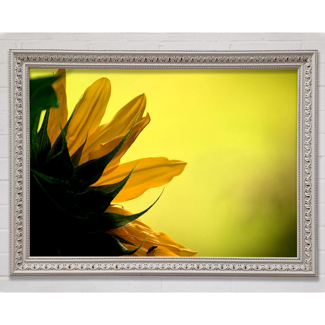 Sonnenblumen Makro - Drucken