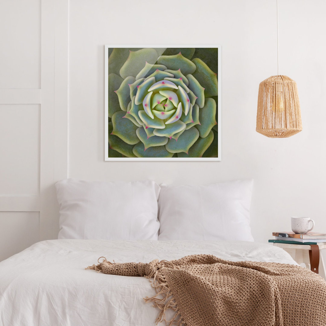 Gerahmtes Poster Succulent - Echeveria Ben Badis