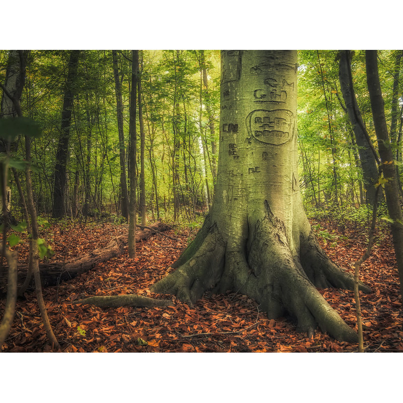 «The Giving Tree» par Scott Norris, Toile tendue, 32" H x 24" W