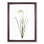 Poeticus Daffodil by Pierre-Joseph Redoute - Framed Print-55601588-55601589
