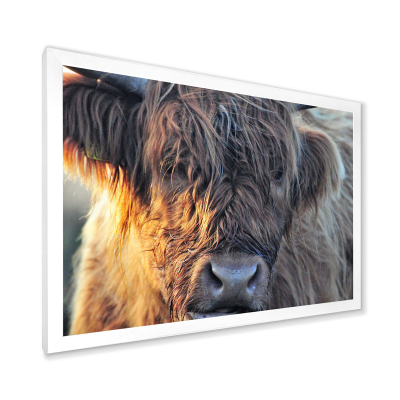 «Scottish Cow On Moorland III» - photographie sur toile, H 12 po x l 20 po x p 1 po, Cadre blanc