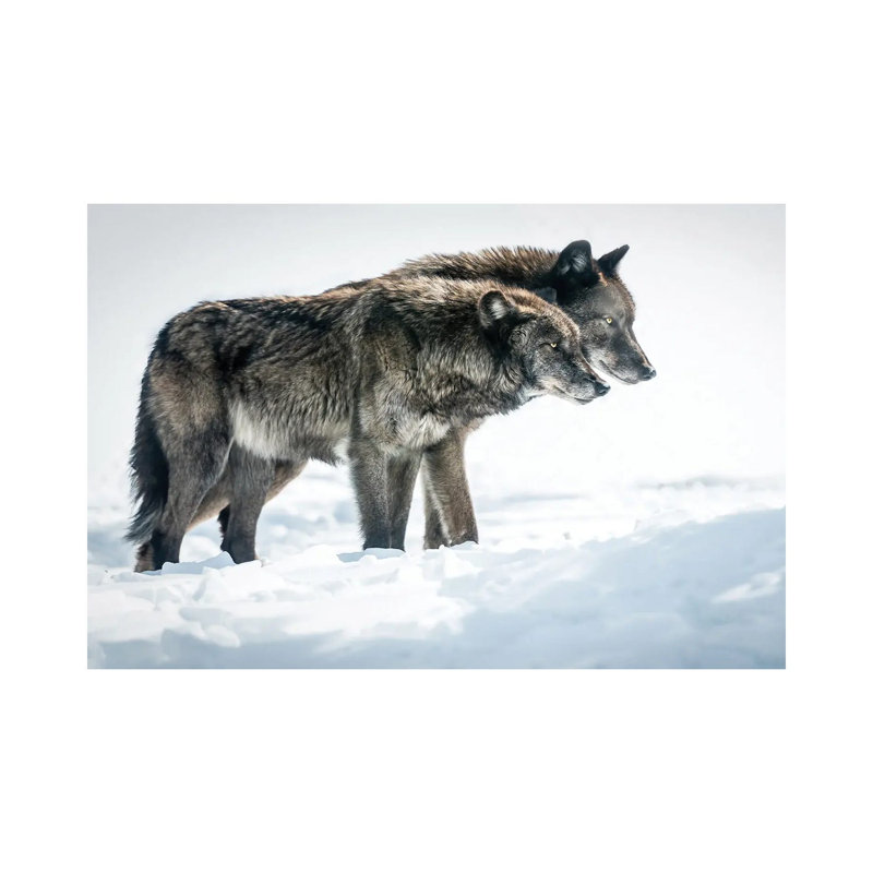 Side By Side by David Gardiner - Wrapped Canvas Print, 45.72cm H x  66.04cm W