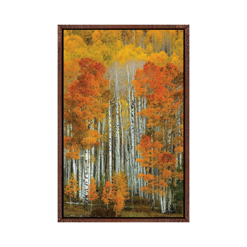 Dalmatian Autumn by Bill Sherrell - Print on Canvas, 101.6 cm H x 66.04 cm W, Classic Brown Wood Framed