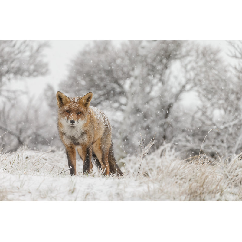 Red Fox in Winter - Photographie sur toile tendue, H 8 po x l 12 po