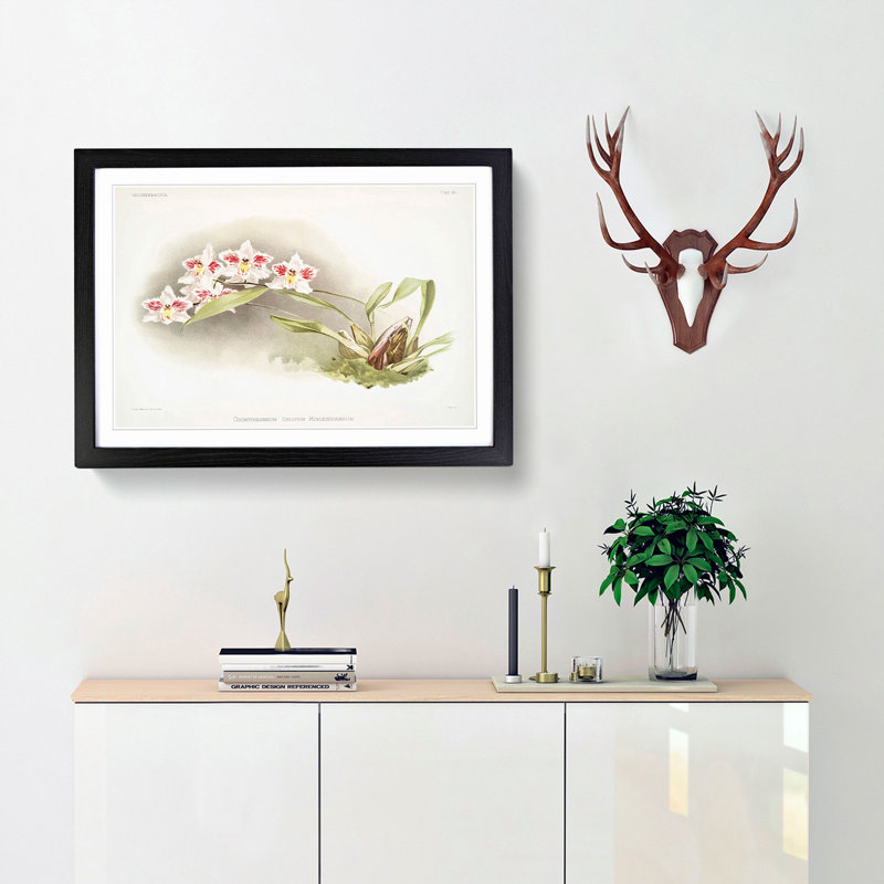 Magnolia Flowers Illustration Tab. 45 by Frederick Sander - Picture Frame Art Print, 48cm H x 65cm W x 2cm D, Black Framed