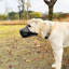 Couvre-gueule ajustable pour chien
