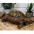 Douros Animals Figurines & Sculptures