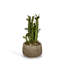 Faux Cactus Succulent in Clay Pot