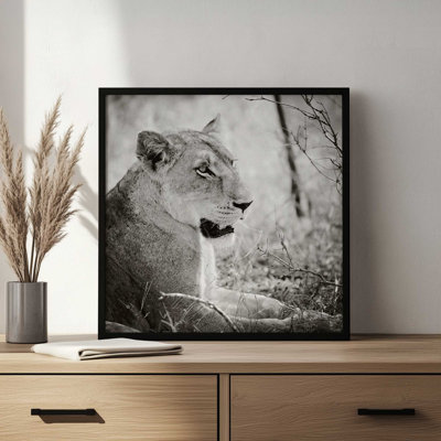 «Lioness Square BW» par Sharon Vardy, reproduction d'art