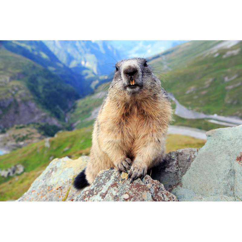 An Alpine Marmot In The Mountains Shows Its Teeth by Astrid860 - Wrapped Canvas Print, 30cm H x 46cm W x 3.8cm D