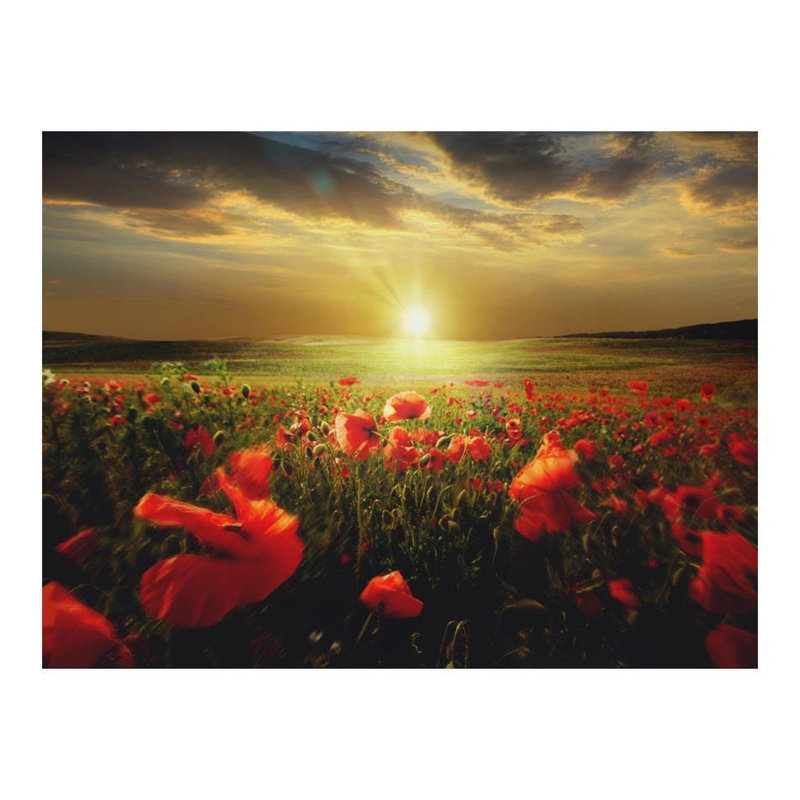 Murale matin sur le coquelicot, L 121 po x l 157 po