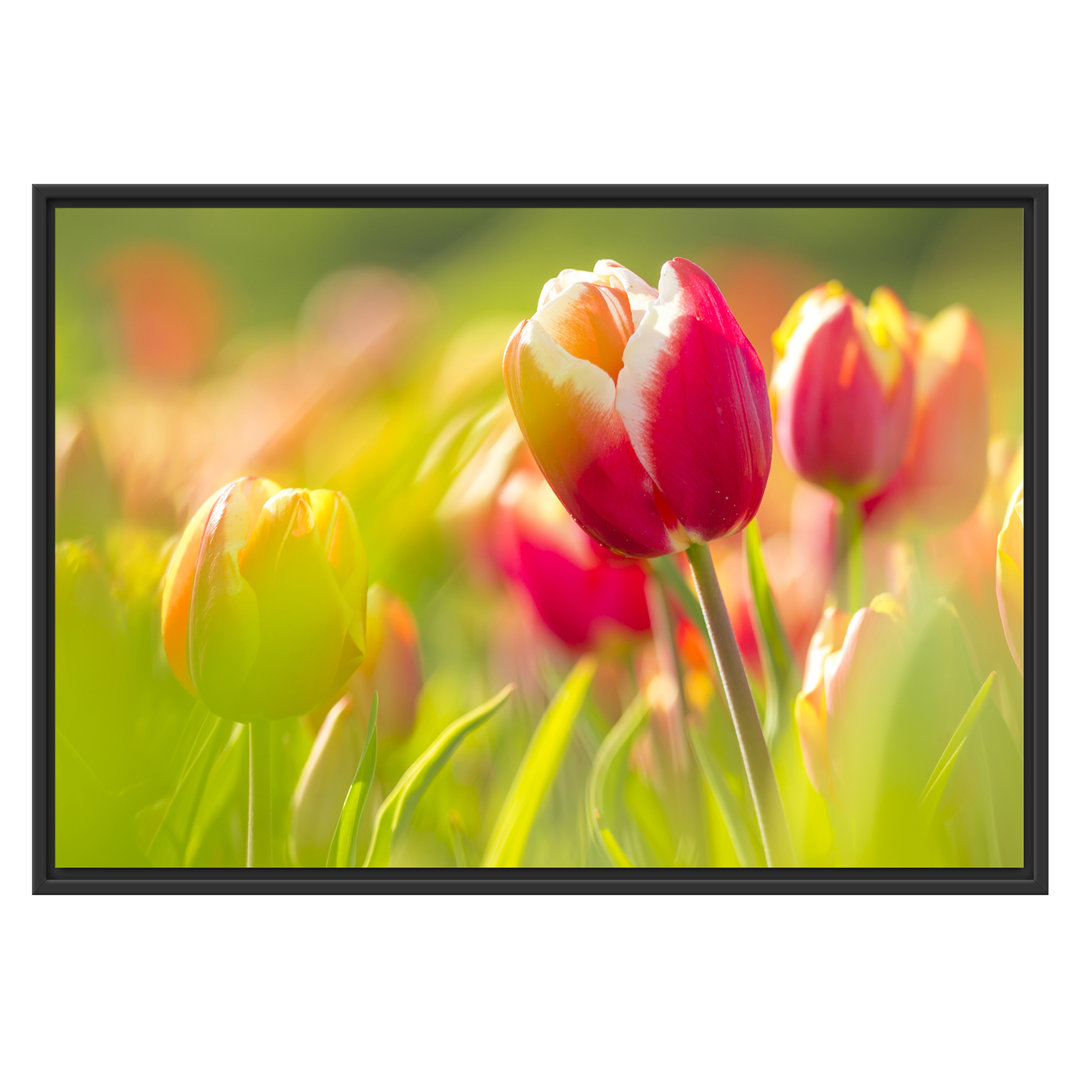 Gerahmtes Wandbild Blühende rote Tulpen