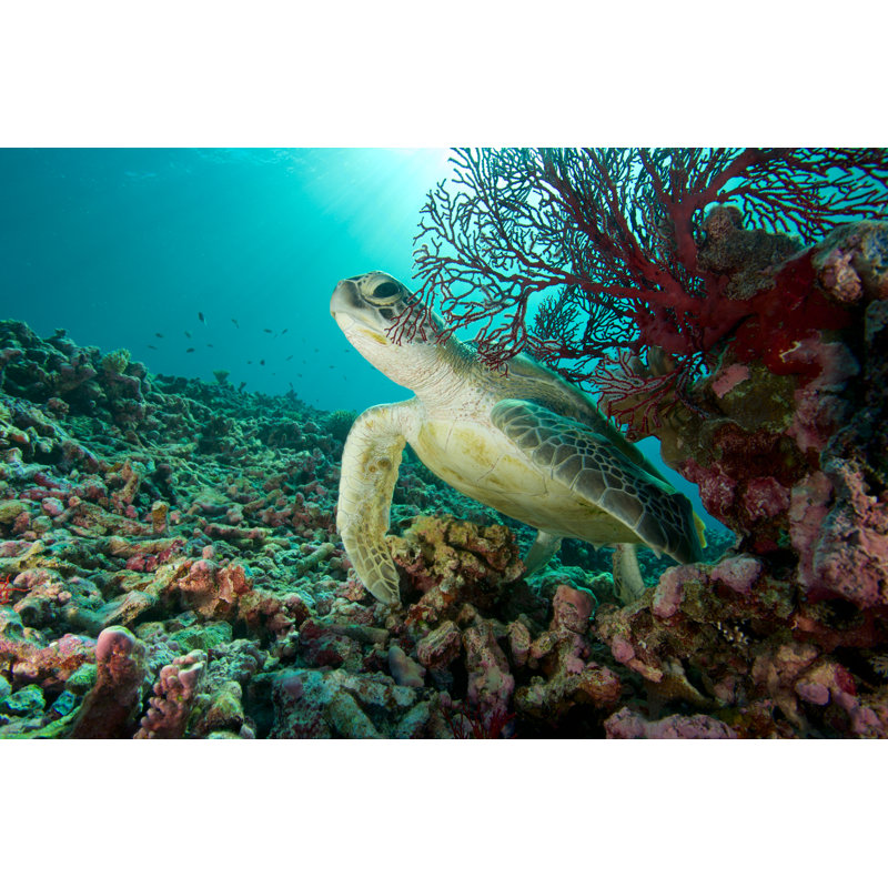 Turtle Hiding - Wrapped Canvas Print, 61cm H x 91cm W x 3.8cm