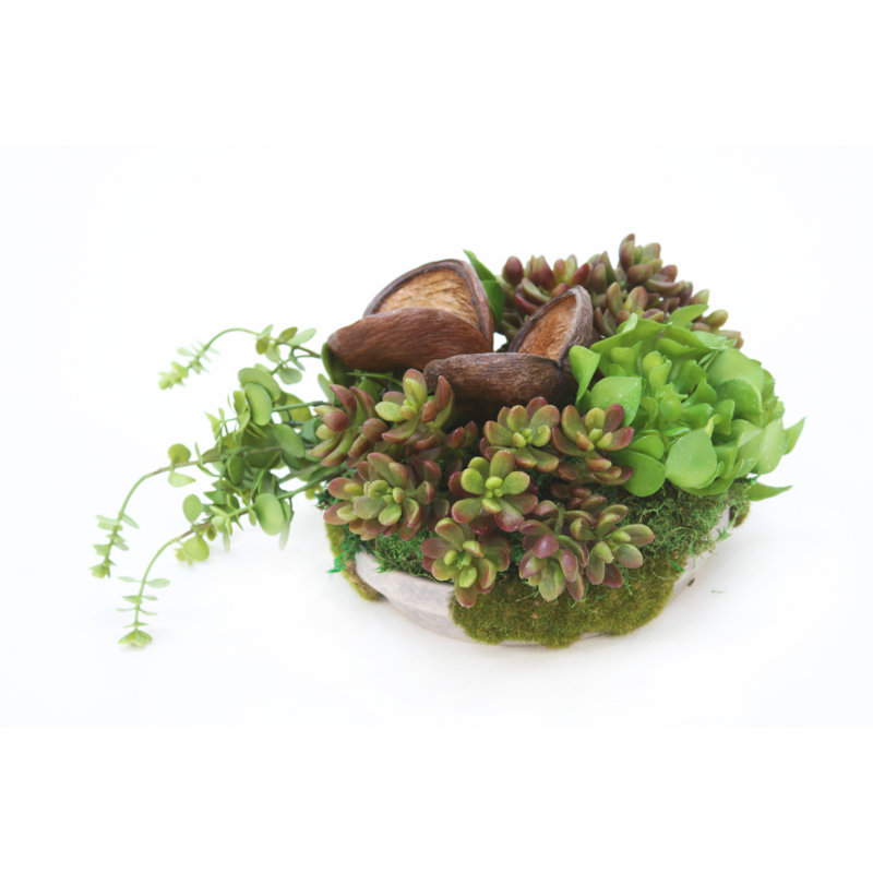 Succulent dans un pot de fleurs