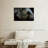 Asian Elephant Eye-107705502