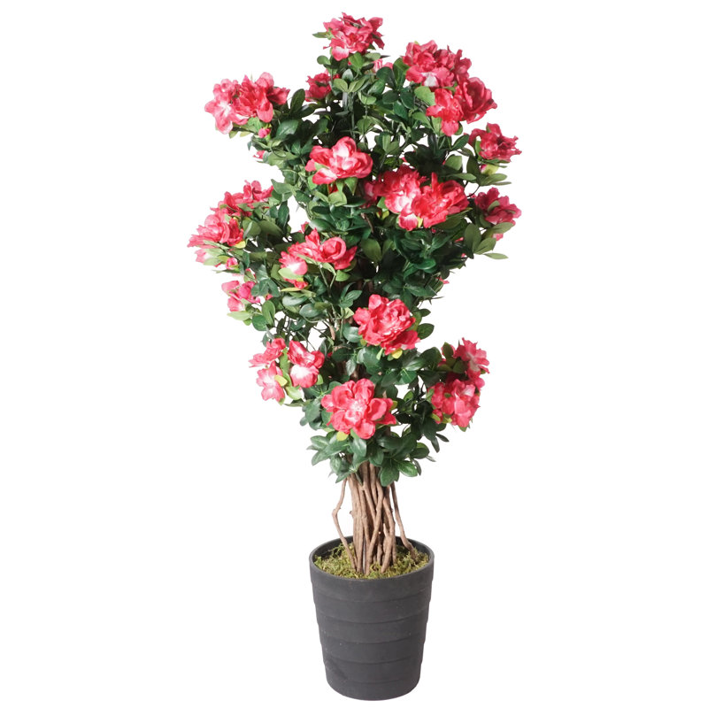 44" Multi Vine Trunk Azalea Flowering Tree in Pot