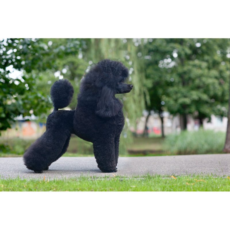 Poodle - Wrapped Canvas Print, 30cm H x 46cm W x 3.8cm D