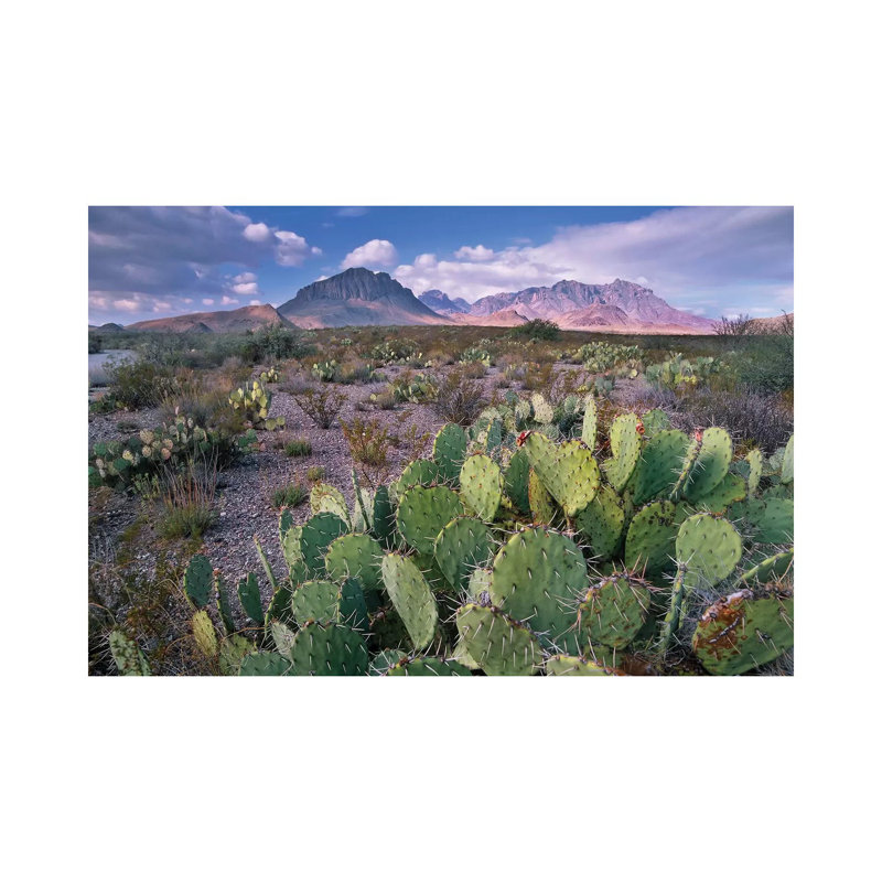 Opuntia Cactus, Chisos Mountains, Big Bend National Park, Chihuahuan Desert, Texas I 1 Piece Wrapped Canvas Wall Art