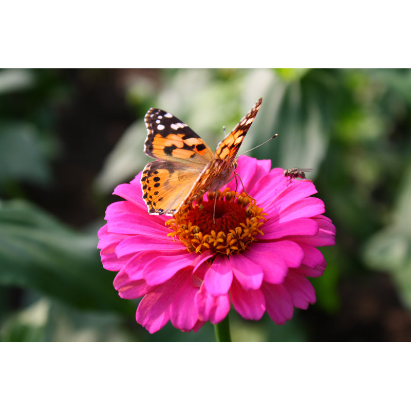 Newfields Butterfly - Wrapped Canvas Print, 20cm H x 30cm W x 3.8cm D
