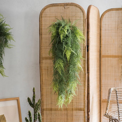 Fern Plant