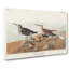 Sandpiper by John Audubon - Wrapped Canvas-55323945