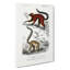 Lemur Illustrations by Charles D Orbigny - Wrapped Canvas-55365829
