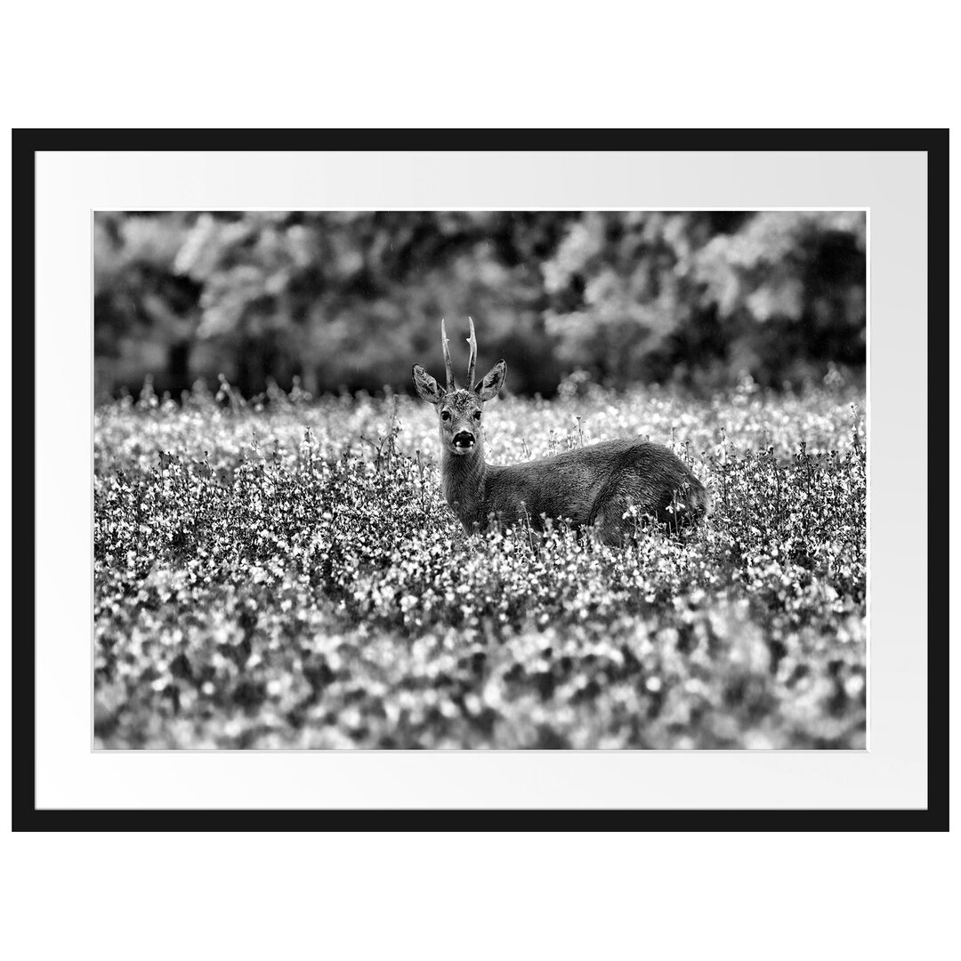 Gerahmtes Poster Junger Hirsch auf Wildwiese