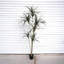 Arbre Dracaena artificiel-944929707