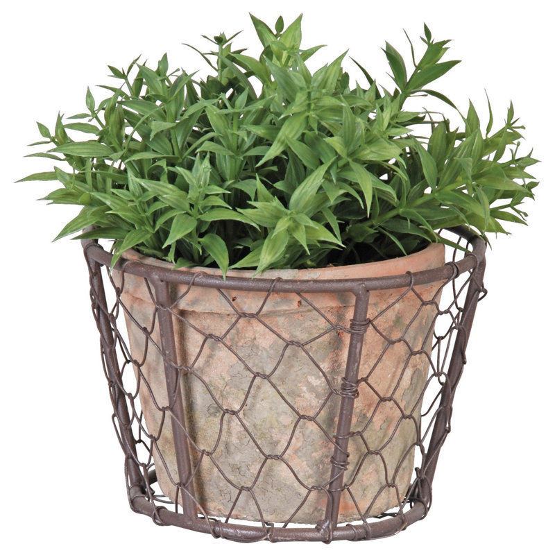 Aged Terracotta Pot in Wire Basket