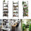 Juno  184.5cm H x 60cm W Steel Ladder Bookcase