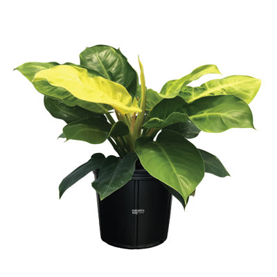 Nature's Way Farms 2 Gallon Philodendron Moonlight Live House Plant in Growers Pot