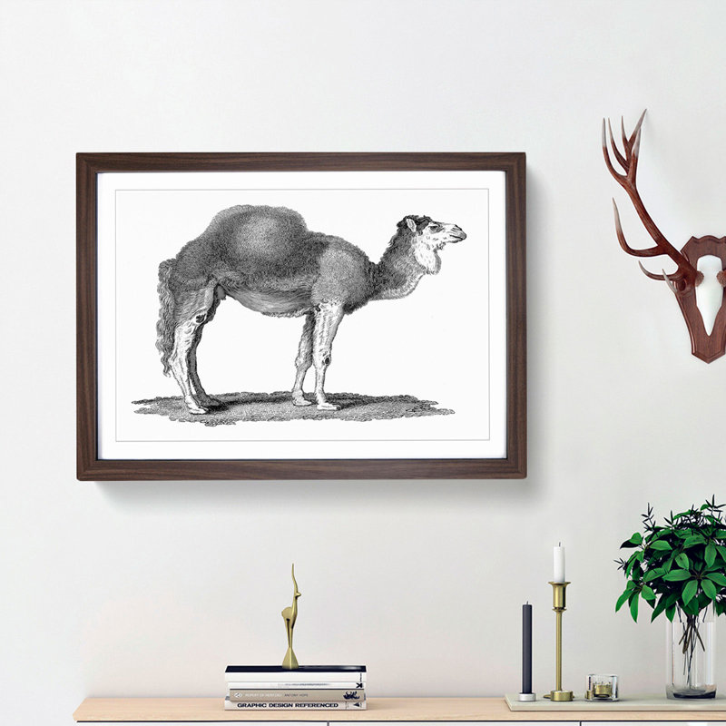 Arabian Camel In Black And White by George Shaw - Single Picture Frame Print, Walnut Framed, 45cm H x 63cm W x 2cm D