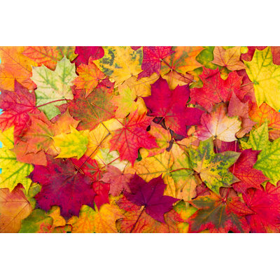 " Autumn Maple Leaves "
