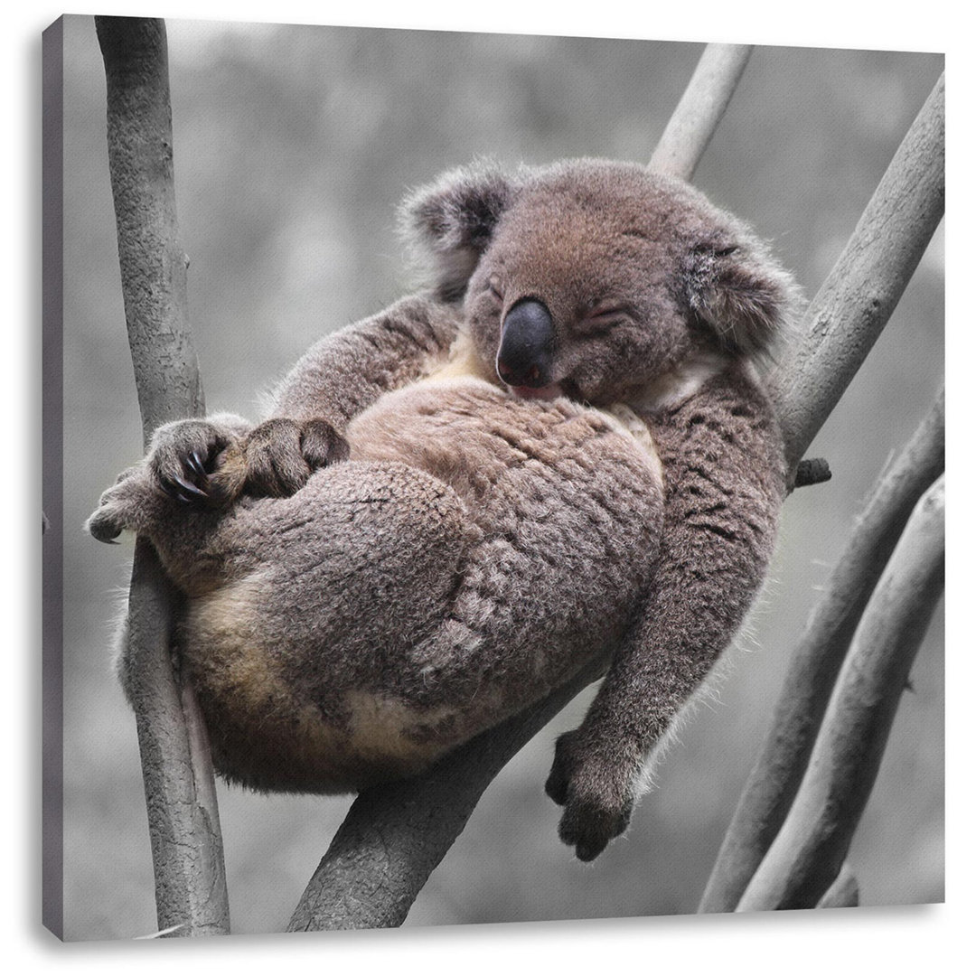 Leinwandbild Sleeping Koala in Branch