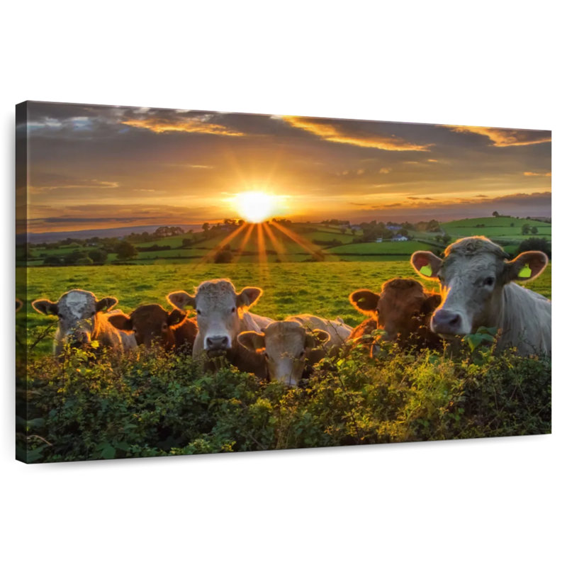 Brampt Sunset Cows