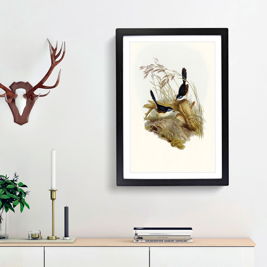 Fawn-breasted Superb Warblers by Elizabeth Gould - Picture Frame Painting Print