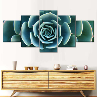 " Live Succulent " 5 - Pieces