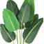 Fausse feuille de bananier en pot-701061187