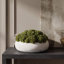 Sedum Arranged in a Stone Planter-1985559458-2010919693