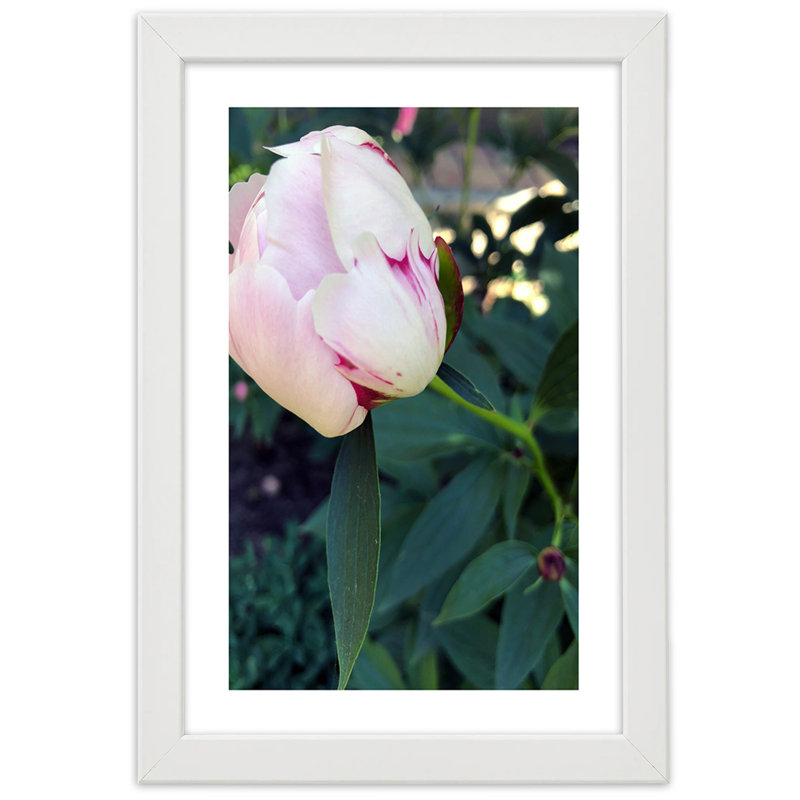 Peony Pink Flower - Single Picture Frame Print, White, 90cm H x 60cm W