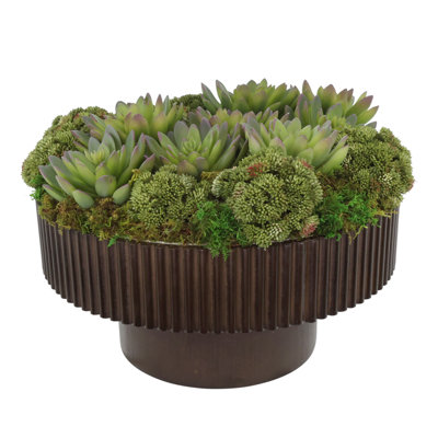 Echeveria succulent et Sedum disposés dans un bol en bois