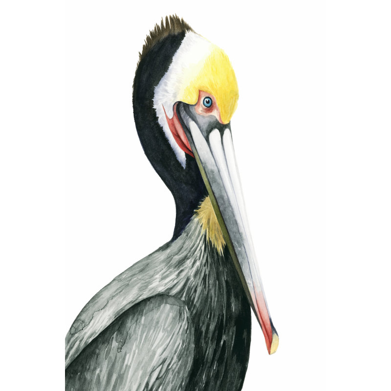 Watercolor Pelican I - Painting on Canvas, 91 cm H x 61 cm W, Wrapped Canvas