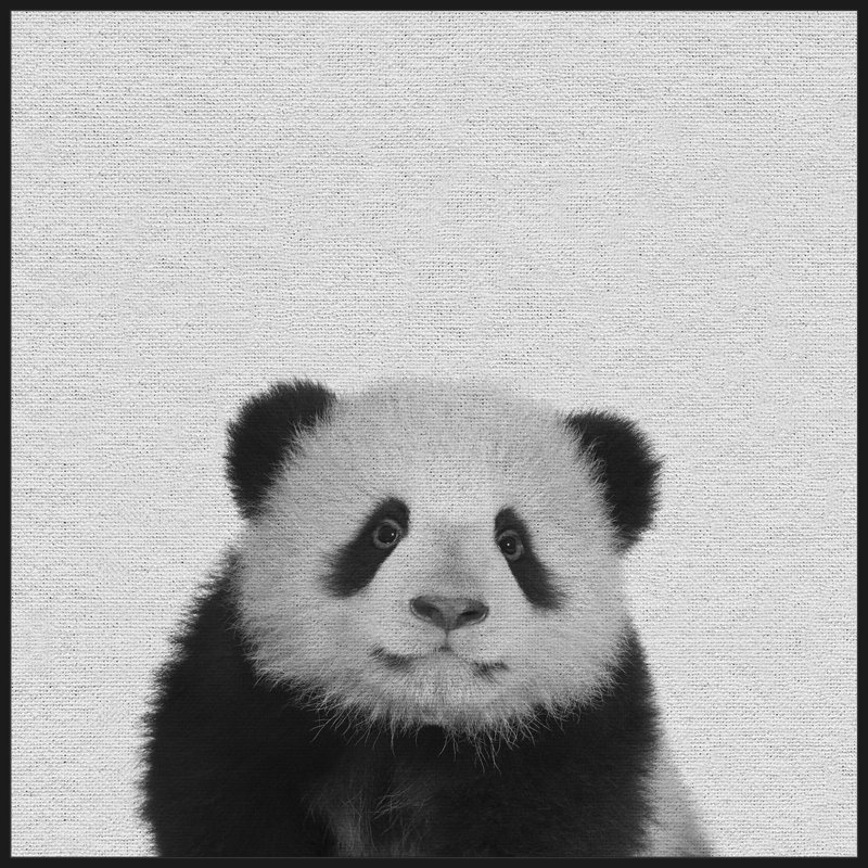 Fluffy Panda II by Marmont Hill - Floater Frame Print on Canvas, 102 cm H x 102 cm W x 4 cm D