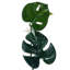 Vickerman 71" Artificial Green Monstera Garland. Maintenance free.