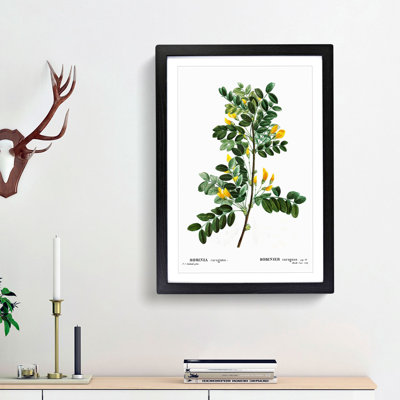 Siberian Pea Tree Flowers by Pierre-Joseph Redoute - Picture Frame Painting Print