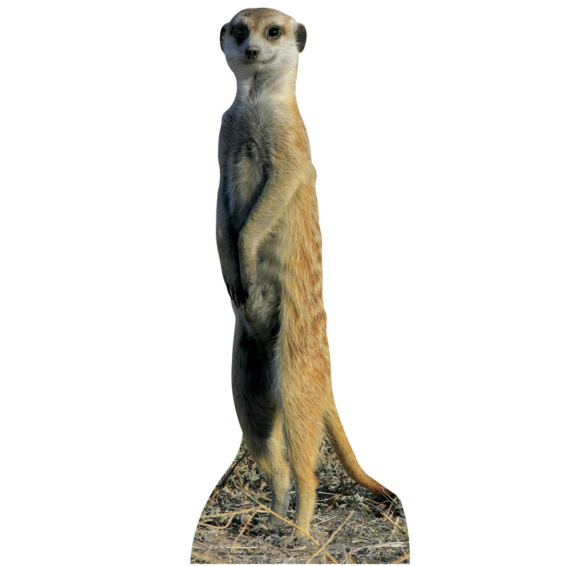 Accroche en carton suricate