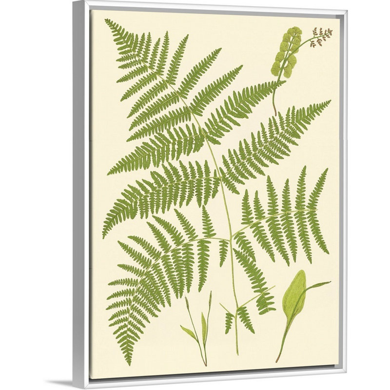 Art sur toile, "Ferns with Platemark I", Toile avec cadre blanc, H 40 po x l 30 po x P 2 po