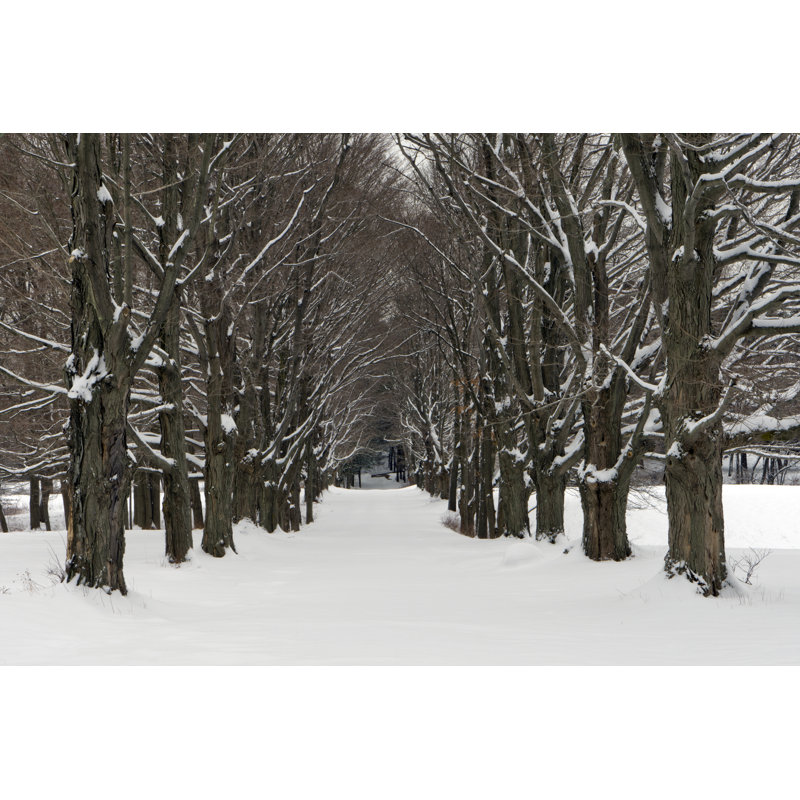Four Seasons Tree Alley by Gmcoop - No Frame Art Prints on Canvas, 81cm H x 122cm W