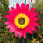 Rose vif est en rupture de stock