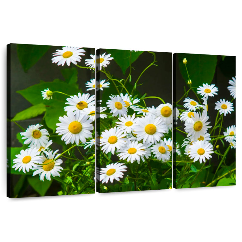 Harnek Chamomile Blooms, 32" H x 50" W